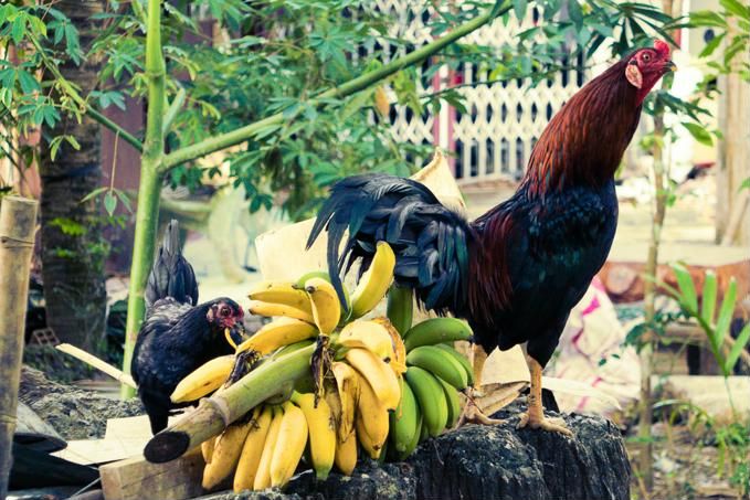 Things to do in the Mekong Delta region, Vietnam - Ben Tre Farm Stay rooster
