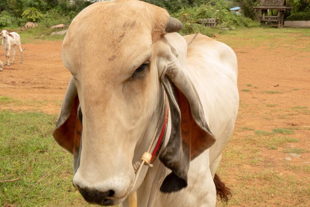 Battambang Tuk Tuk Tour An inquisitive long eared cow 