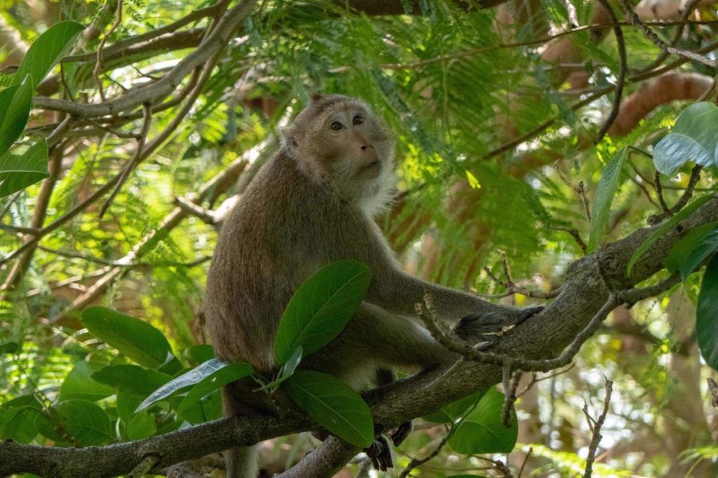 Kep National Park Cambodia Wildlife in Kep National Park Monekeys