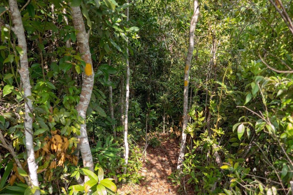 Kep National Park Cambodia Hiking Trails are well marked with yellow paint