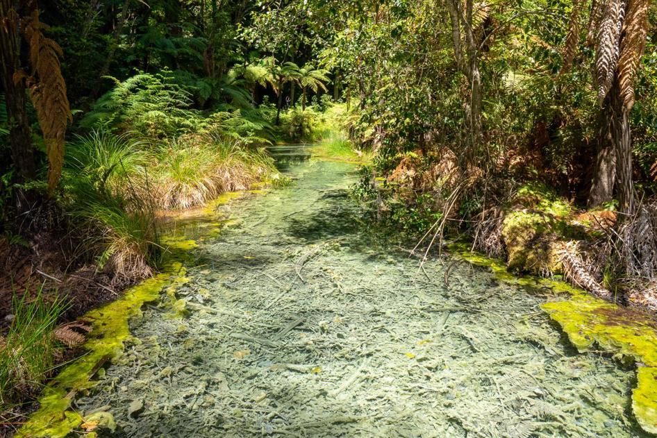 Crystal clear stream, Redwoods Forest Rotorua, New Zealand