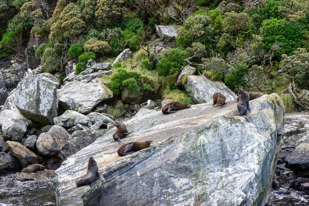 Seals in Milford Sound